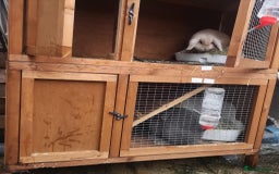 Mini Lop rabbits for sale: Stunning 2x mini lop and mini lop x lionhead - Image 6