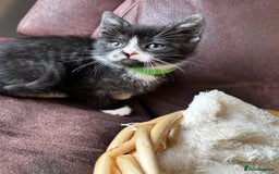 British Shorthair cats for sale: Gorgeous British Shorthair Kittens   - Image 5