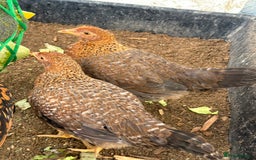 Chickens poultry for sale: Bantam gold welbar  - Image 4