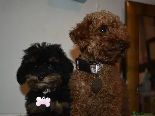 Toy Poodle dogs Wanting to rehome my girls - Advert 3