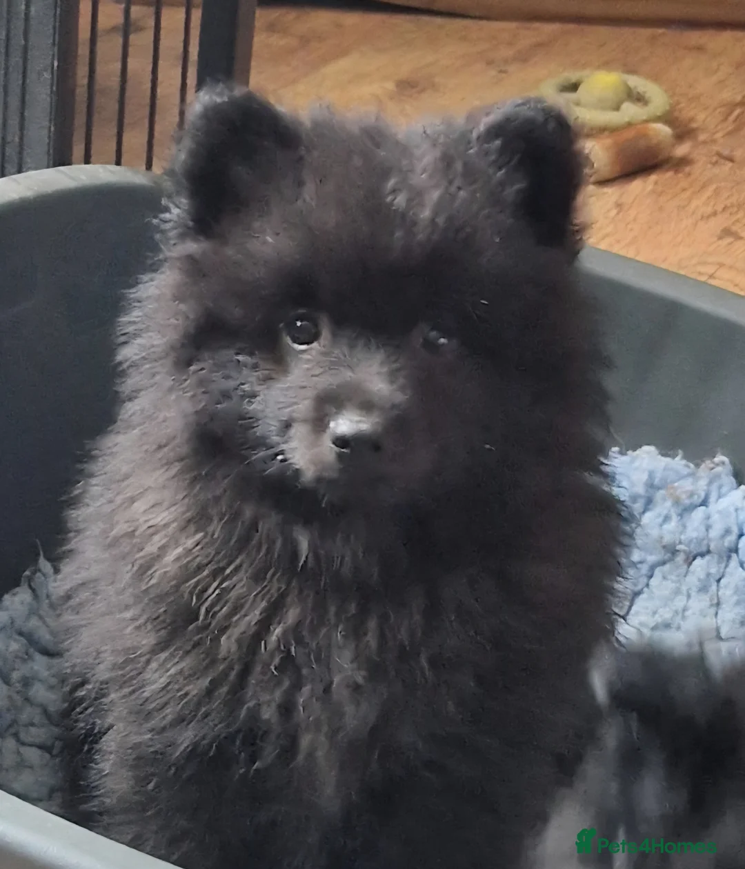 German Spitz dogs for sale: stunning black pups - Advert 2