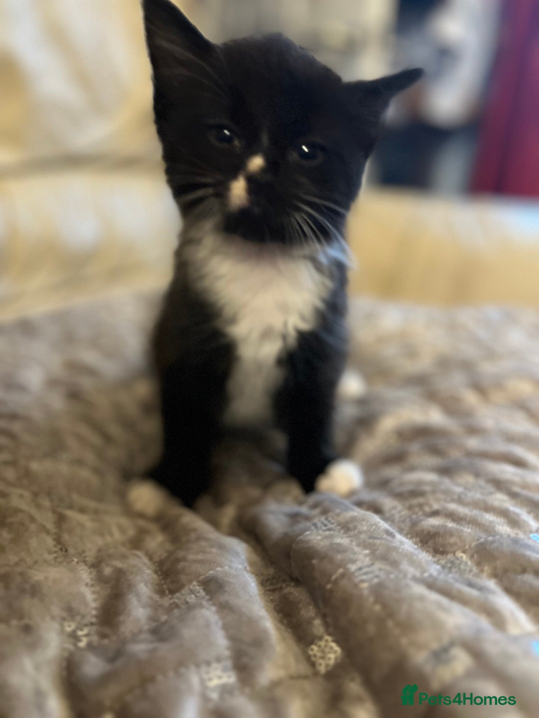 Mixed Breed cats for sale: Kittens  - Image 19