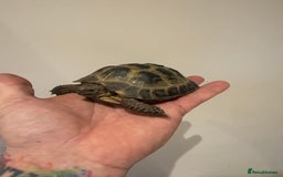 Tortoise reptiles for sale: Male 4 year old Horsfield Tortoise  - Image 5