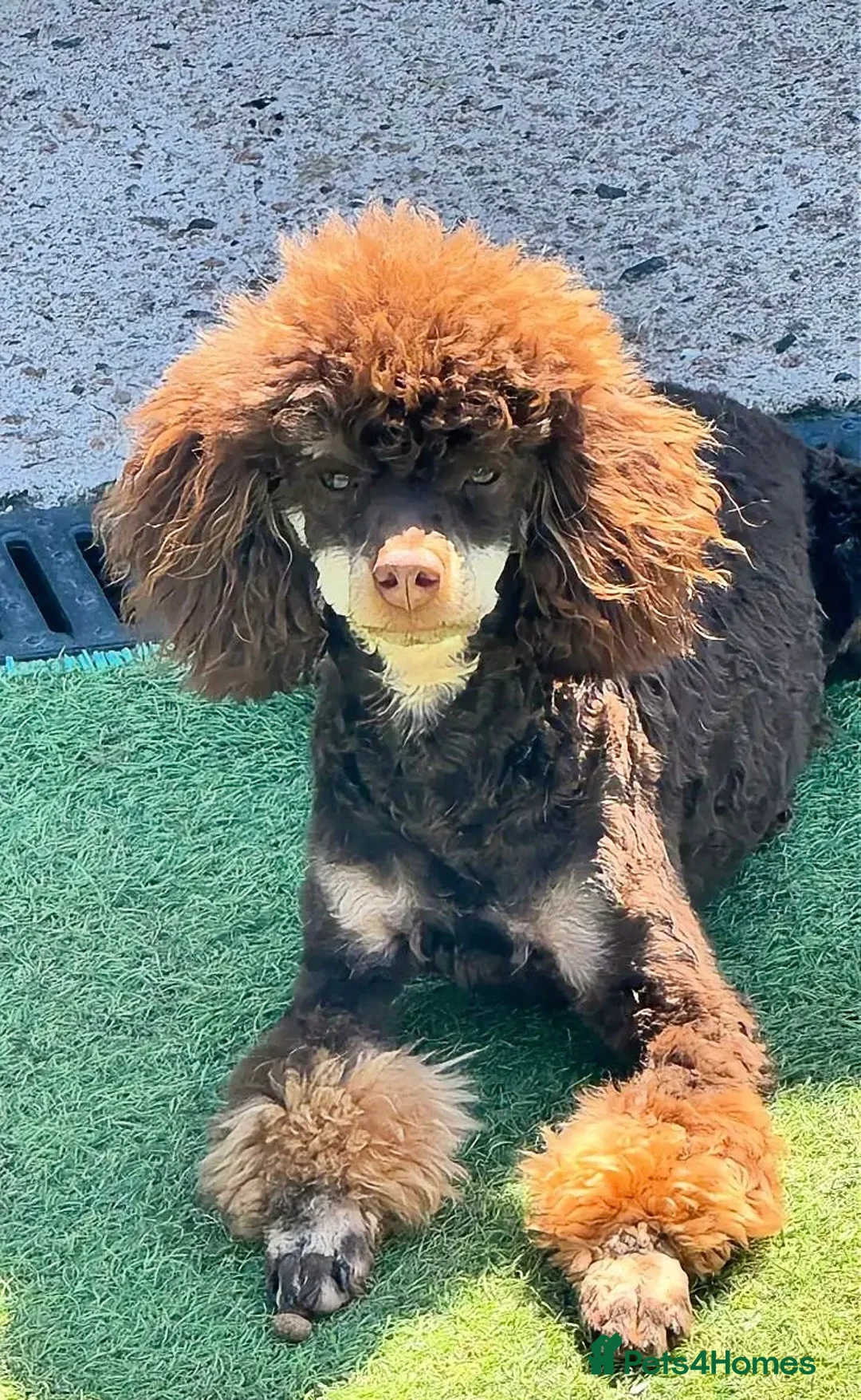 Toy Poodle dogs for stud: Chocolate Phantom KC Toy Poodle STUD - Advert 1