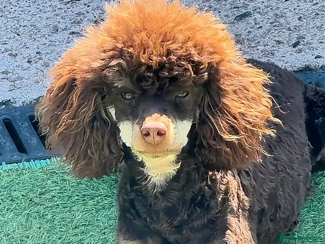 Toy Poodle dogs for stud: Chocolate Phantom KC Toy Poodle STUD - Advert 2