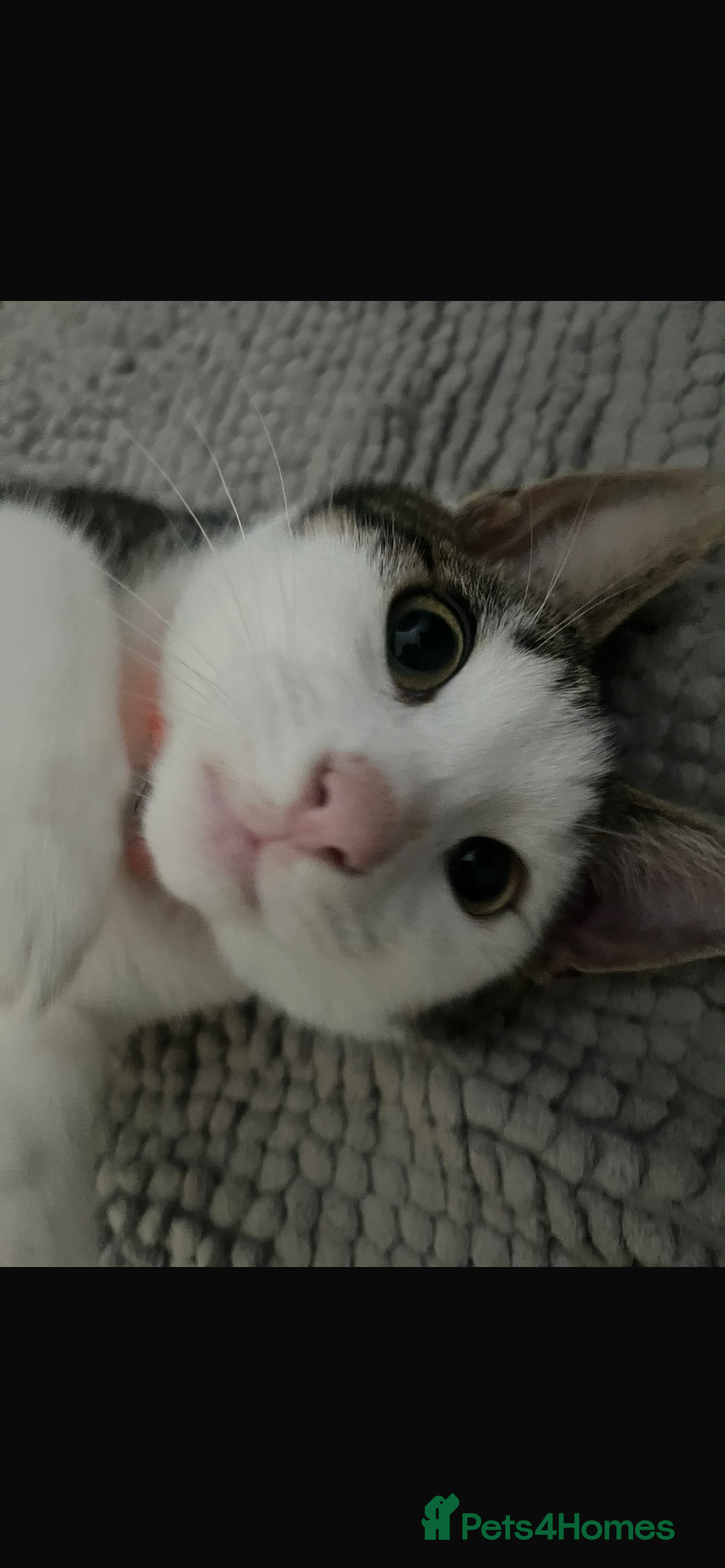 Mixed Breed cats for sale: Cats for sale - Advert 1