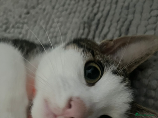 Mixed Breed cats Cats for sale - Advert 2