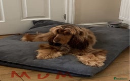 Cocker Spaniel dogs for sale: 🐾🐶 SHOW TYPE COCKER SPANIELS🐶🐾 - Image 1