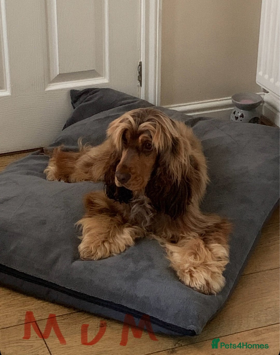 Cocker Spaniel dogs for sale: 🐾🐶 SHOW TYPE COCKER SPANIELS🐶🐾 - Image 1