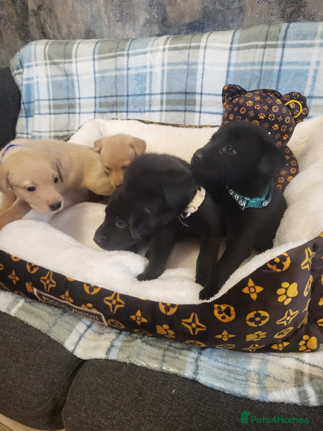 Labrador Retriever dogs for sale: KC registered Labrador Retriever puppies - Advert 8