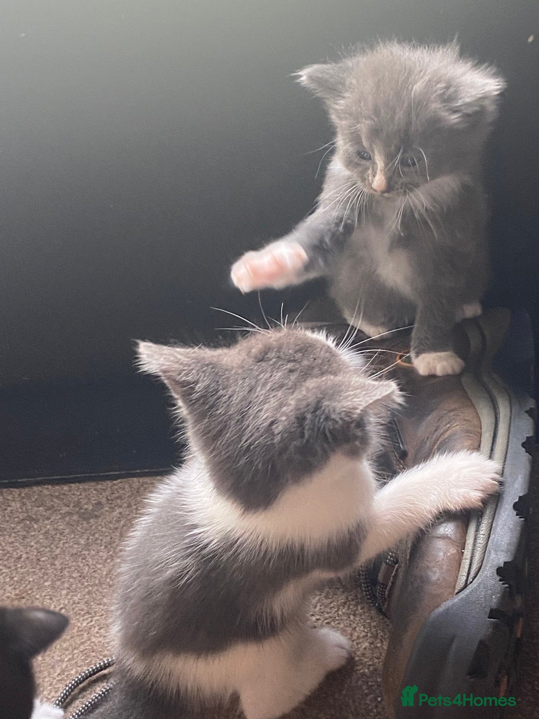 Ragdoll cats for sale: Ragdoll X kittens  - Image 6