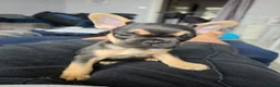 French Bulldog dogs for sale: French bulldog Puppies.  - Advert 7