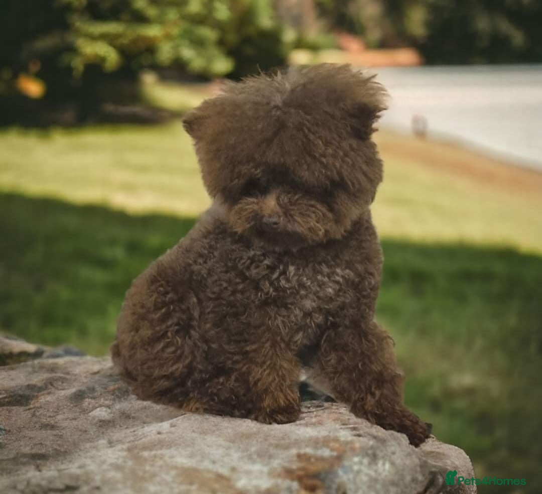 Toy Poodle dogs for sale: 1 Male & 1 Female Toy Poodle - Image 28