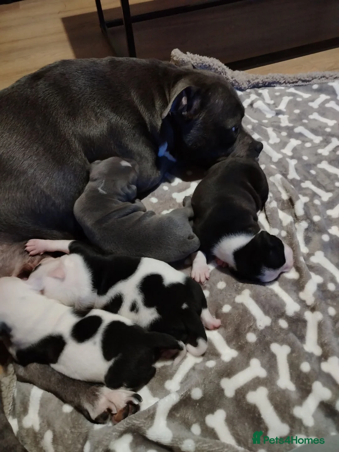 Staffordshire Bull Terrier dogs for sale: Lovely little staffy puppies  - Advert 2