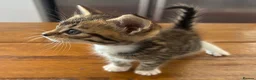 Maine Coon cats for sale: Maine Coon cross kittens for sale in Whitchurch - Advert 12