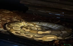 Snake reptiles for sale: Royal Python & enclosure  - Image 4