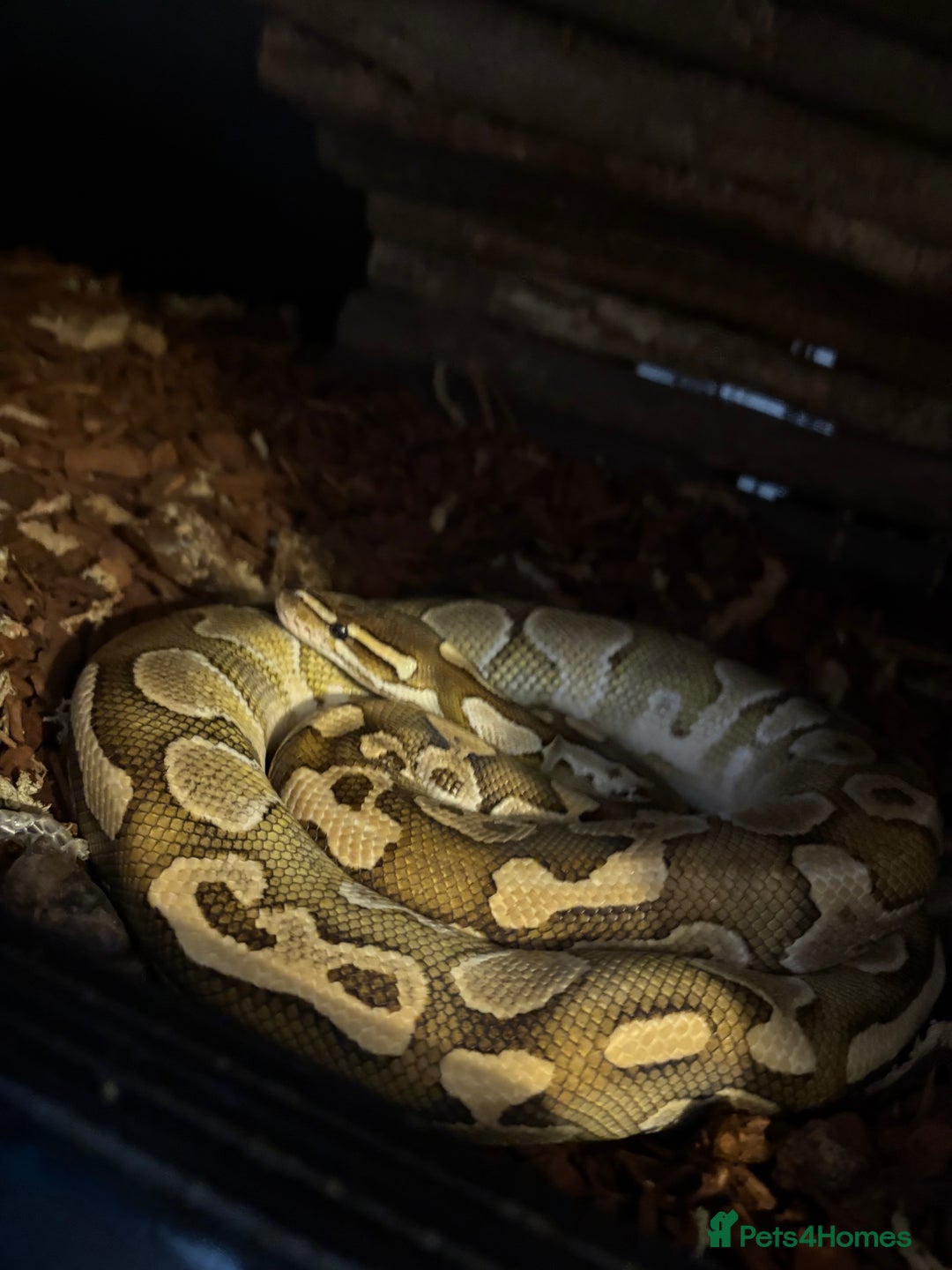 Snake reptiles for sale: Royal Python & enclosure  - Image 4