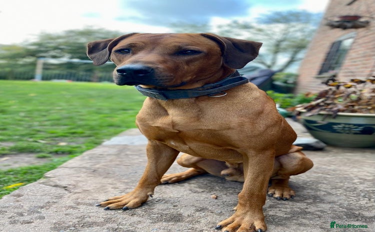 Rhodesian Ridgeback dogs - Advert 1