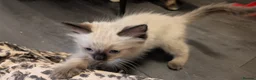 Ragdoll cats for sale: 6 purebred Ragdoll kittens reservations taken now  in Tiverton - Advert 12