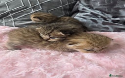 Scottish Fold cats for sale: 5 Beautiful ScottishFolds Kittens - Image 6