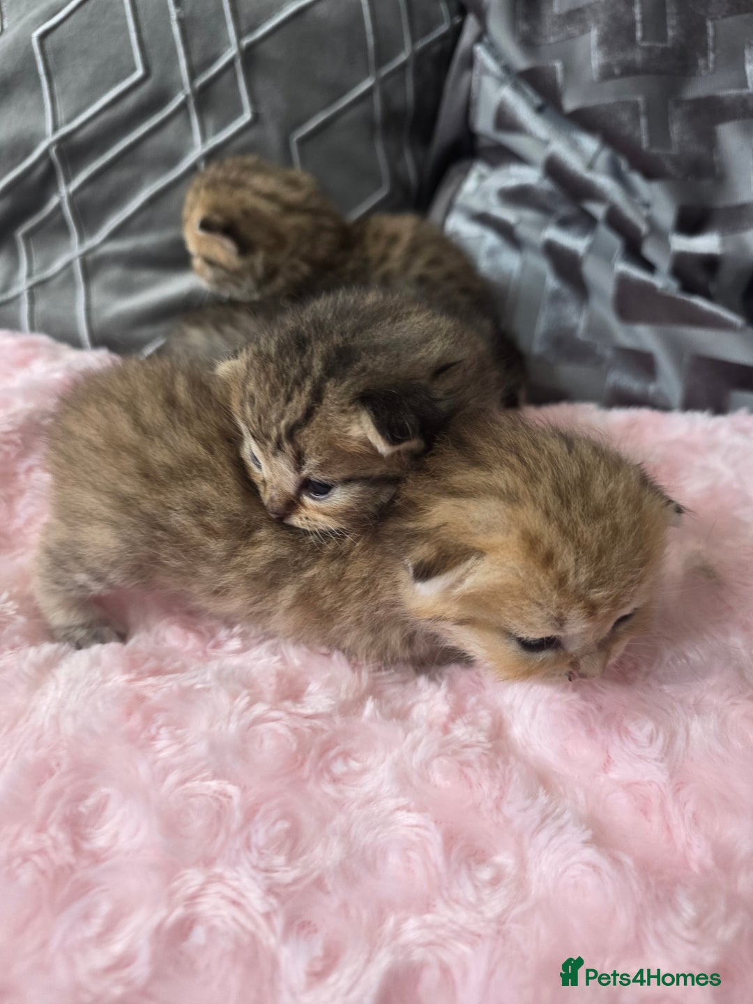 Scottish Fold cats for sale: 5 Beautiful ScottishFolds Kittens - Image 6
