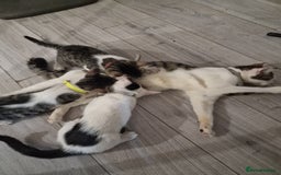 Mixed Breed cats for sale: 3 mixed breeds  - Image 4