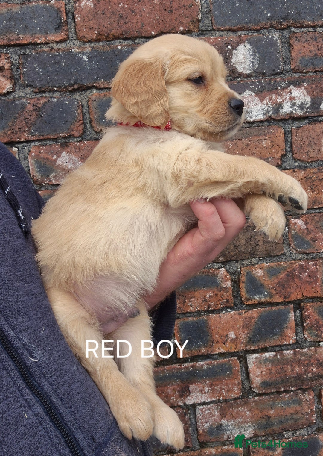 Golden Retriever dogs for sale: KC GOLDEN RETRIEVER PUPPIES HEALTH TESTED PARENTS  - Image 18