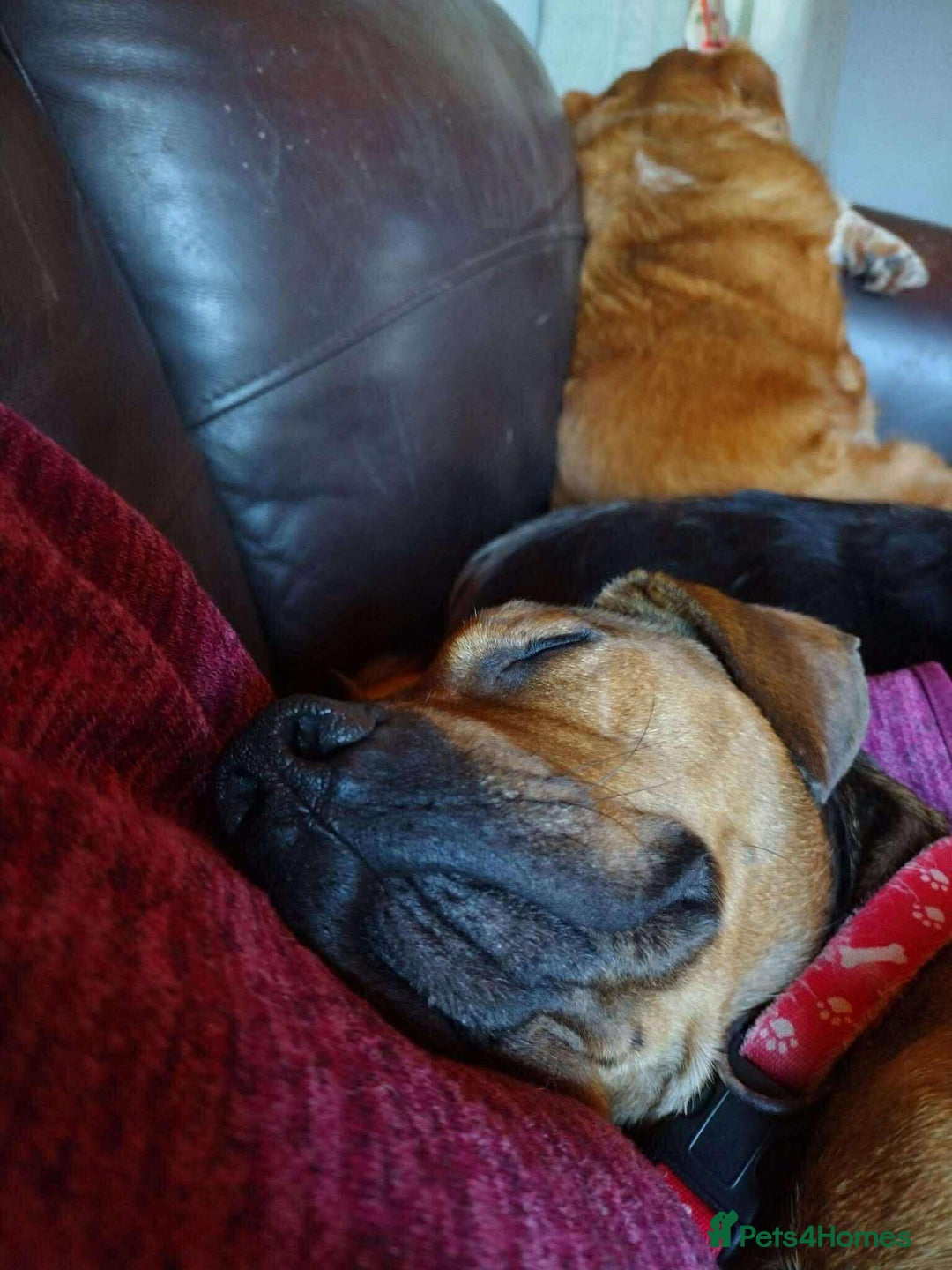 Mixed Breed dogs for adoption: Rescue boy Noodle is looking for his forever home - Advert 5