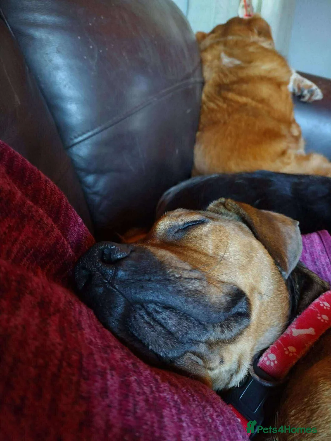 Mixed Breed dogs for adoption: Rescue boy Noodle is looking for his forever home - Advert 5