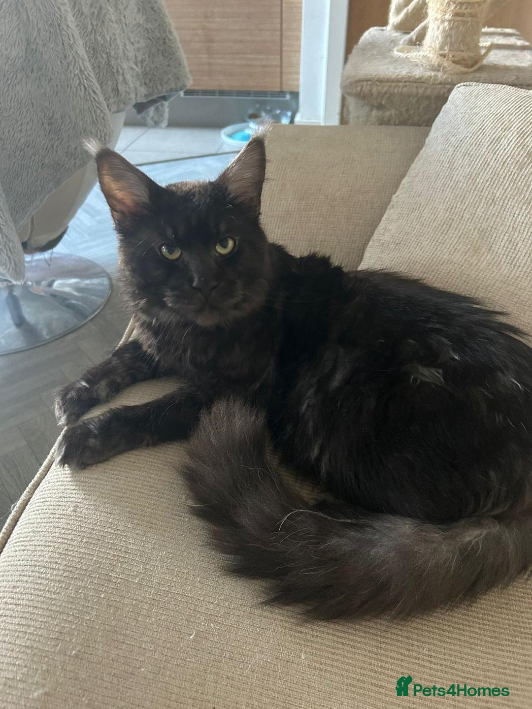 Maine Coon cats for sale: Beautiful Full breed Maine Coon GCCF - Image 6