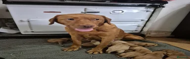 Labrador Retriever 4