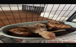 Cockapoo dogs for sale: Toy cockerpoo pups  - Image 7