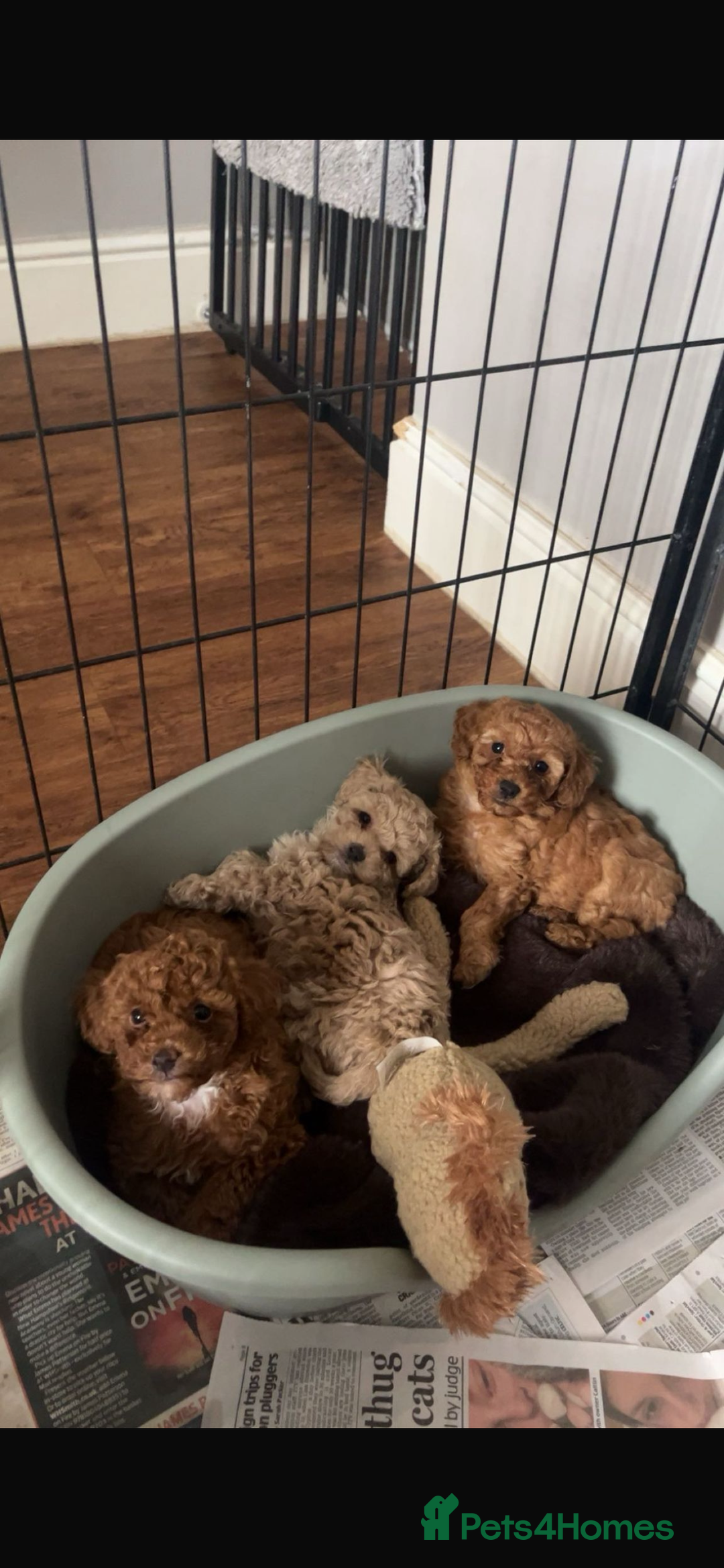 Cockapoo dogs for sale: Toy cockerpoo pups  - Image 7