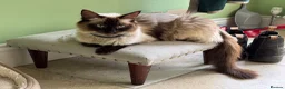 Ragdoll cats for sale: Beautiful kittens for sale.  - Advert 3