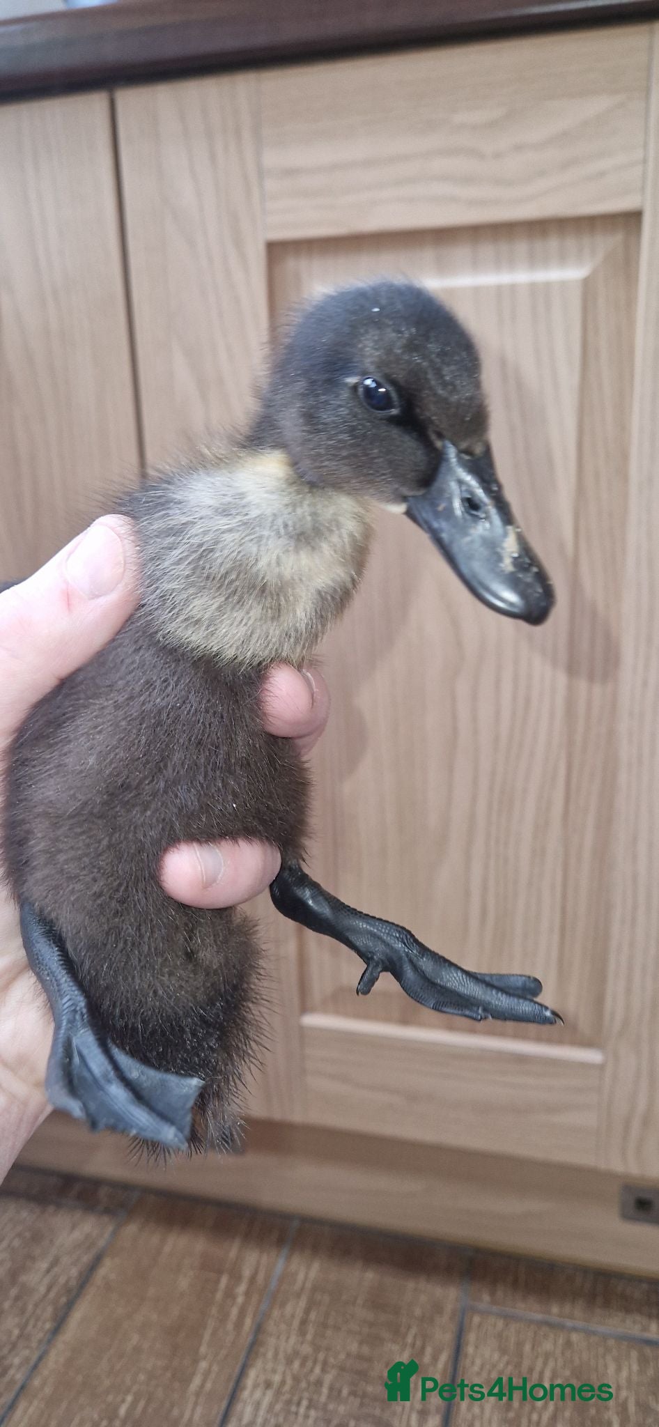 Mixed Breed poultry Duckling f4 sale - Advert 6
