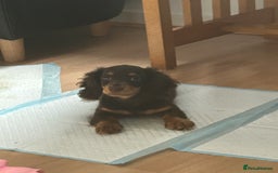 Miniature Dachshund dogs for sale: Mini dachshund  - Image 2