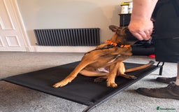 Belgian Shepherd Dog dogs for sale: Kairo - Urgent Rehome - Image 22