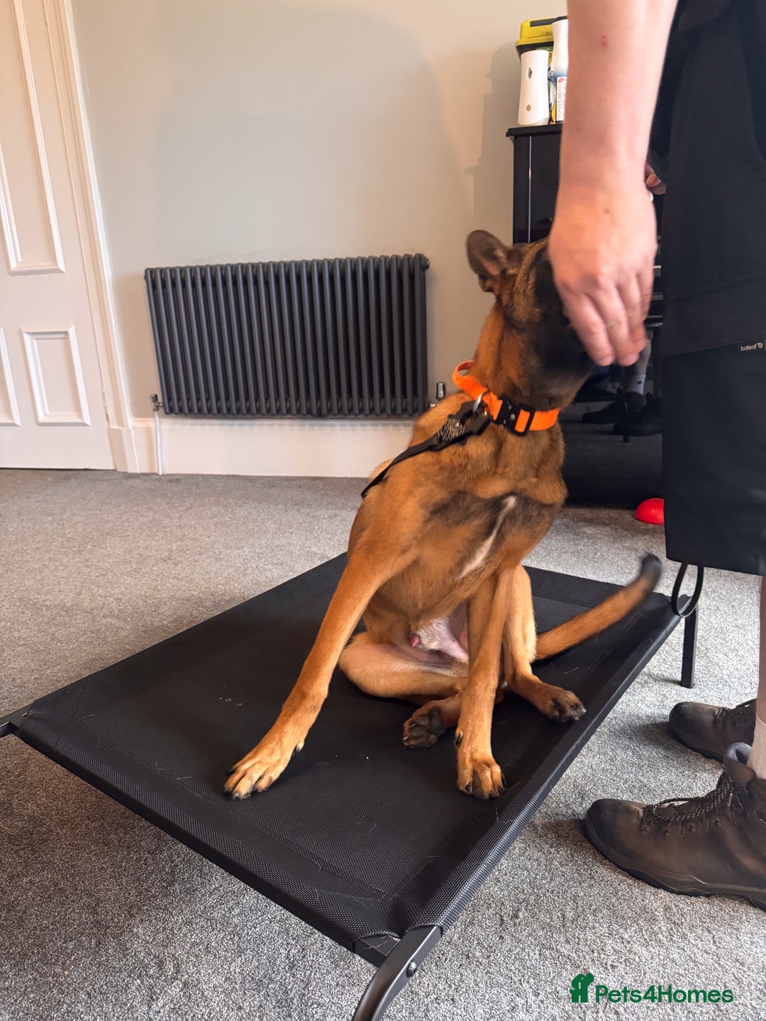 Belgian Shepherd Dog dogs for sale: Kairo - Urgent Rehome - Image 22