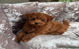 Maltipoo dogs for sale: Gorgeous Toy Maltipoo Puppies! - Image 13