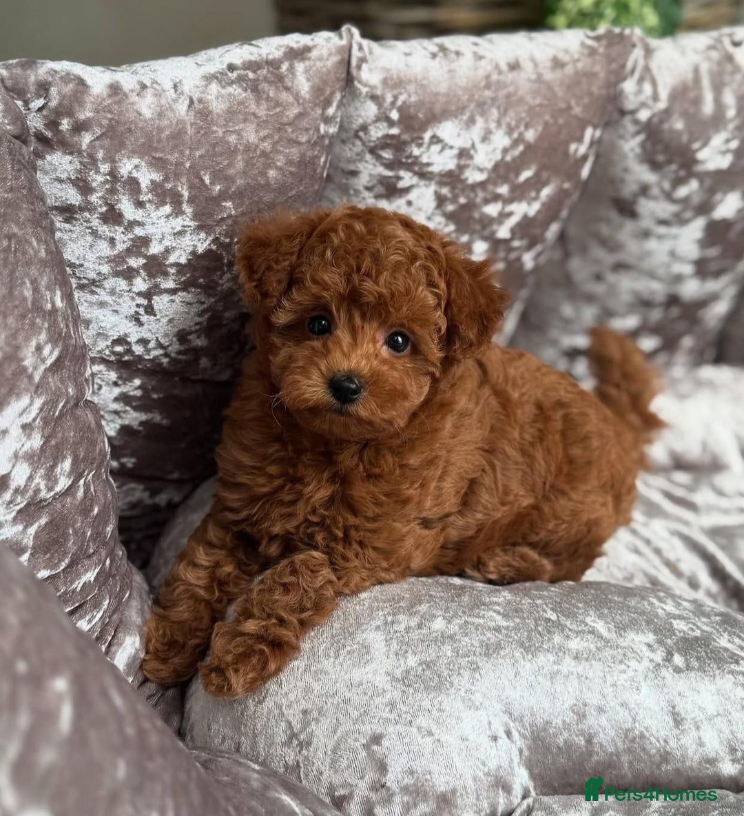 Maltipoo dogs for sale: Gorgeous Toy Maltipoo Puppies! - Image 13