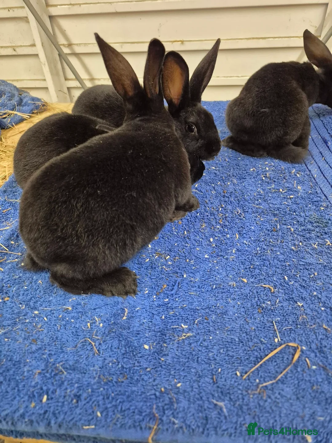 Rex rabbits for sale: black rex - Advert 1