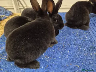 Rex rabbits black rex - Advert 18