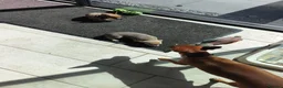 Chihuahua dogs for sale: 🐾4 Adorable Chihuahua Puppies Need Loving Homes🐾 - Advert 18