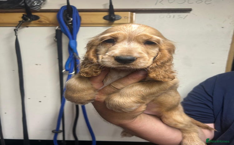 Cocker Spaniel dogs - Advert 9