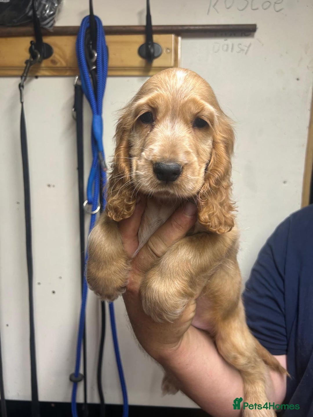 Cocker Spaniel dogs for sale: Orange Roan Girls - Image 1