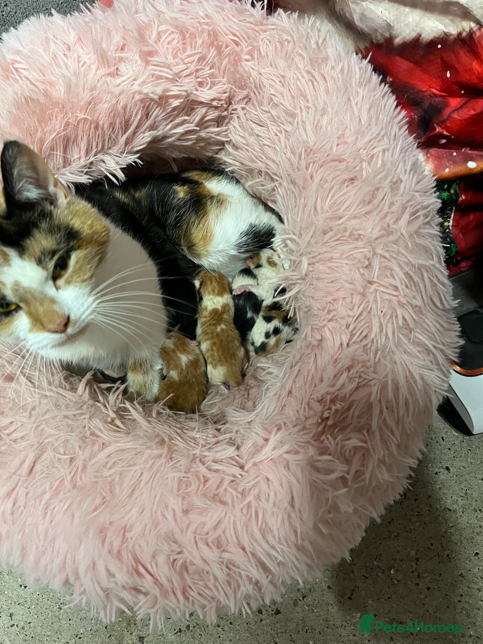 Mixed Breed cats 2 lovely kittens left  - Advert 12