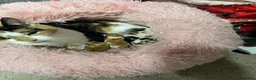 Mixed Breed cats for sale: 2 lovely kittens left  in King's Lynn - Advert 1