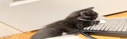 Mixed Breed cats for sale: Kittens for Sale! Ready to Leave 23 June! - Advert 2