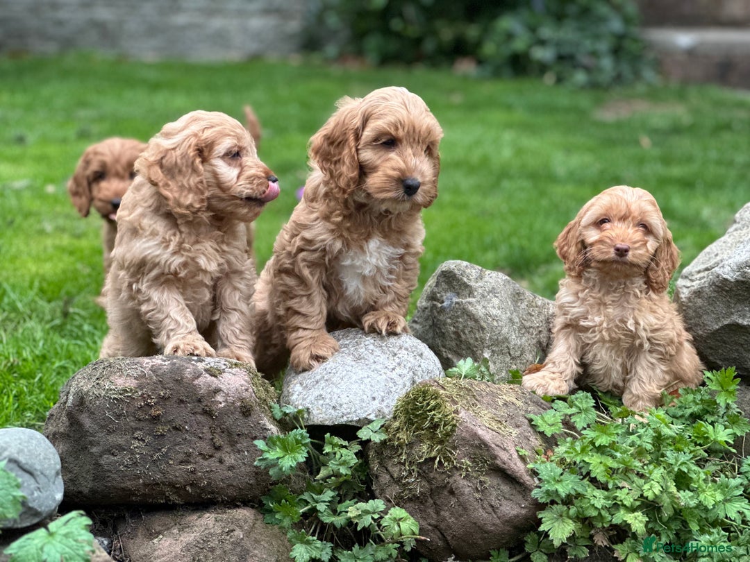 Cockapoo dogs for sale: Stunning cockapoos ready now for loving homes  - Image 12