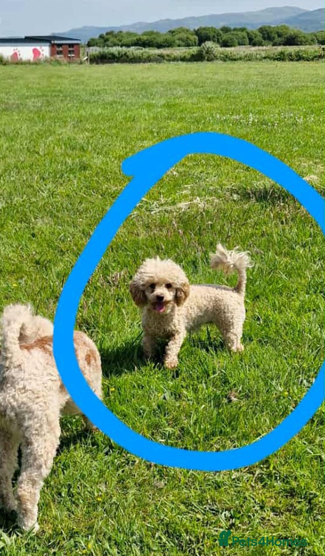 Toy Poodle dogs for sale: Adorable Tiny Toy Poodles - Advert 6